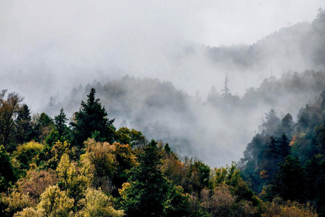 Satelliten erfassen Wachstum von Wäldern