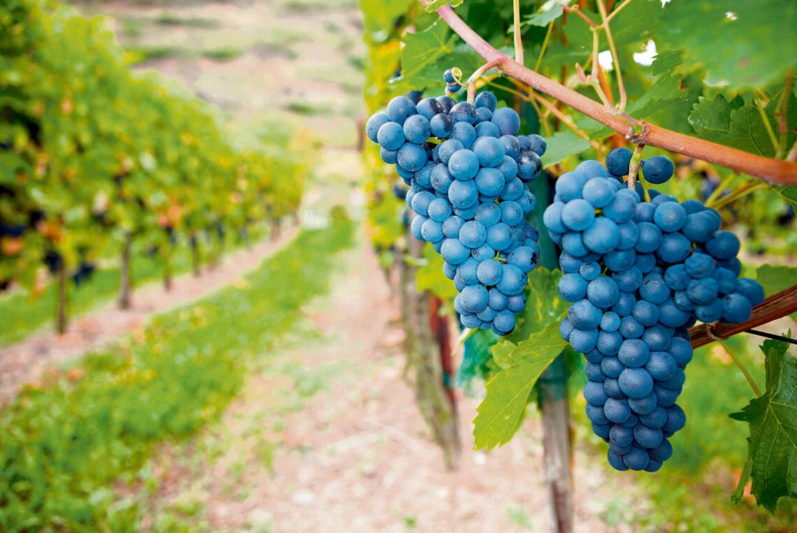 Sieben neue Rebsorten gegen Pestizide